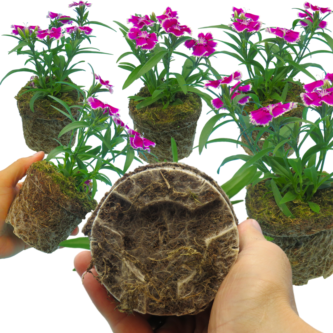 Dianthus ‘Festival Violet Picotee’ — Hardy Short-Lived Perennial (often grown as biennial), Bee-Friendly, 10.5cm Pot (Set of 3 or 6)