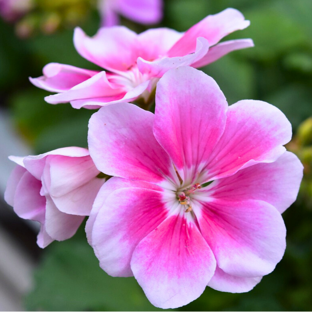 Pelargonium ‘Linus’ — Tender Perennial (grown as bedding), Bee-Friendly, 10.5cm Pot (Set of 3 or 6)