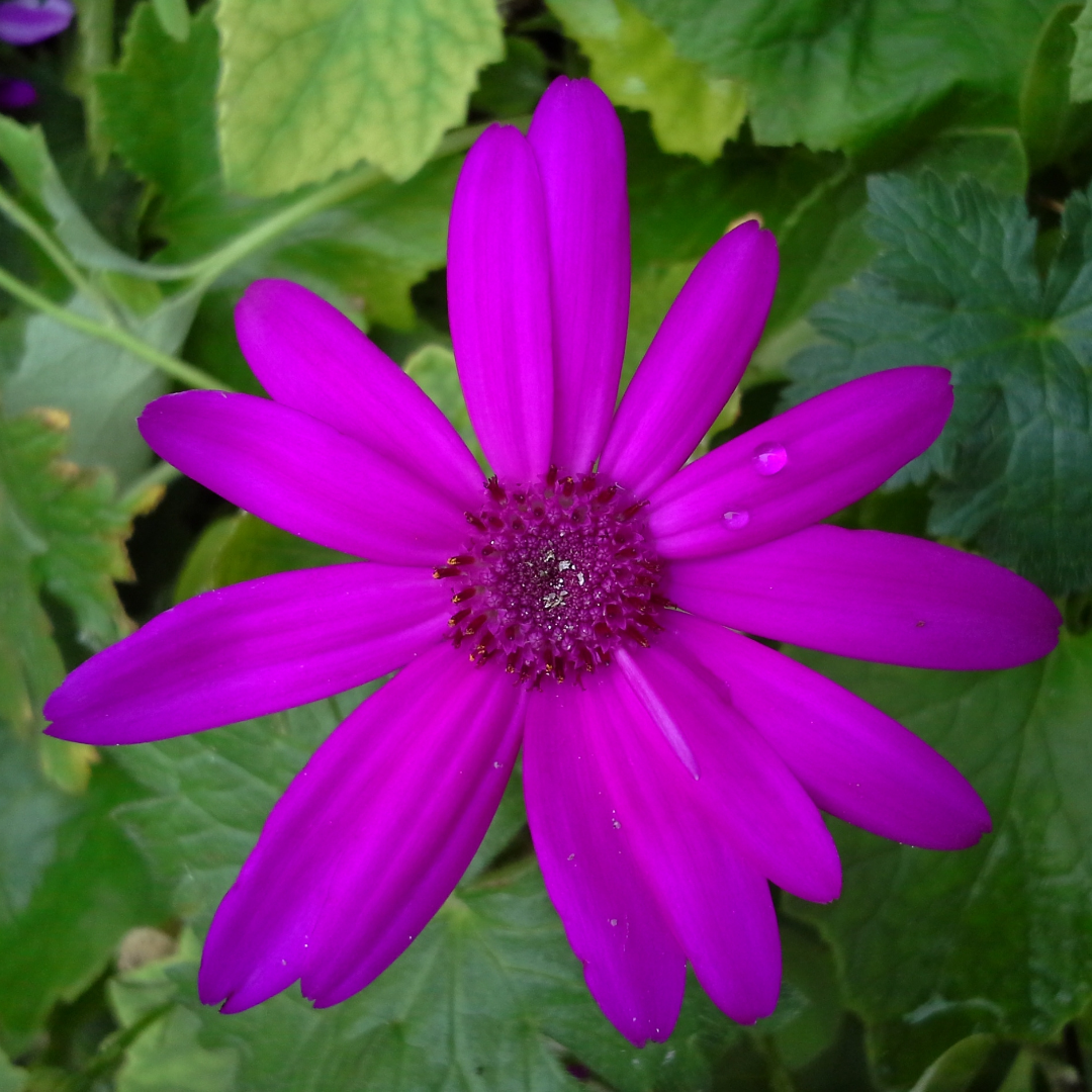 Senetti 'Magenta' — Bedding Plant, Bee-Friendly, 2L Pot