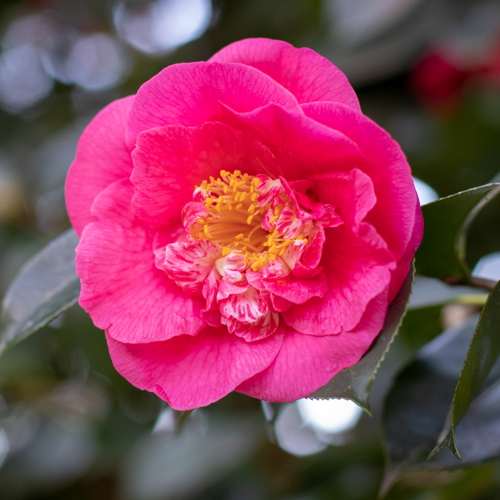 Camellia ‘Pink’ — Hardy Shrub, 3L Pot