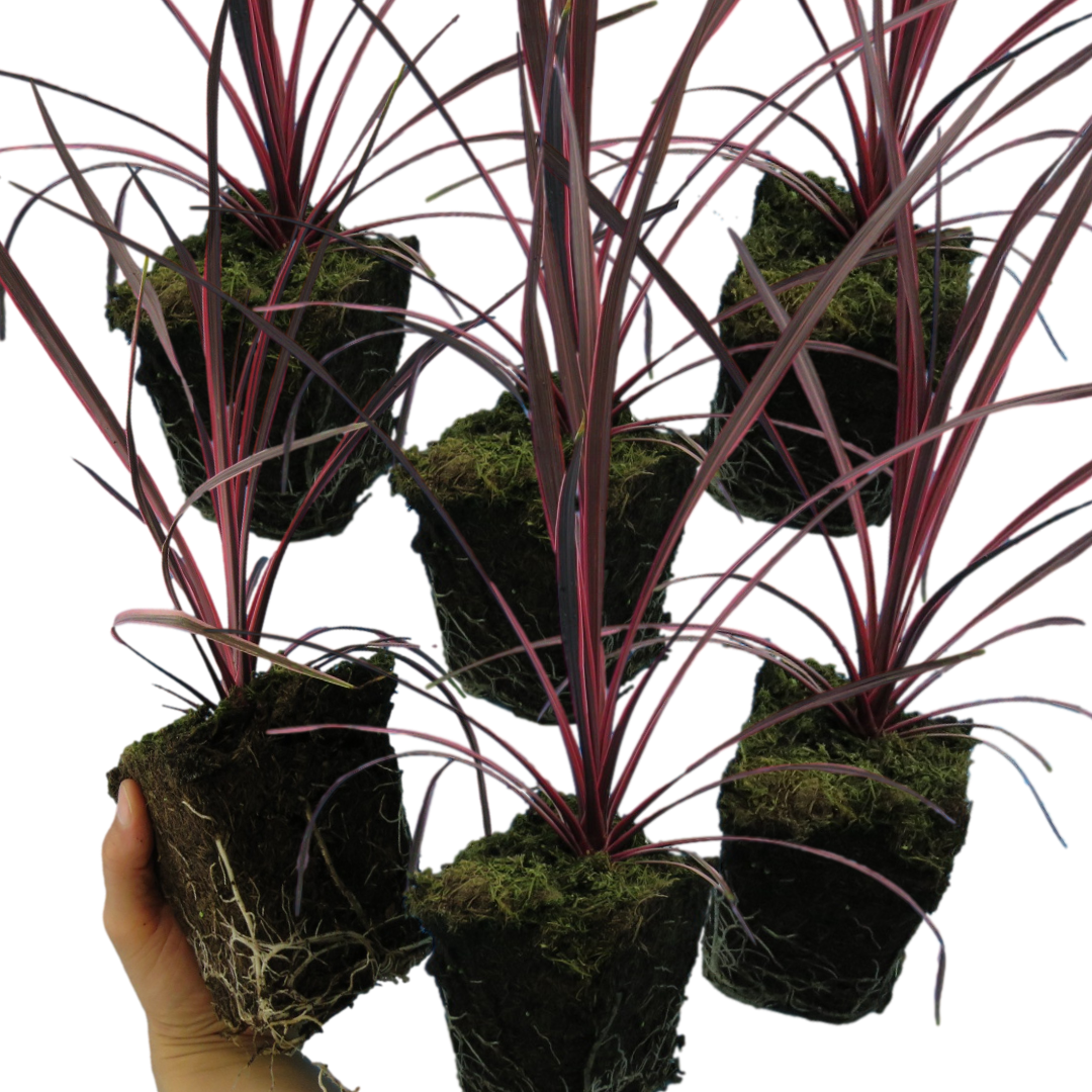 Cordyline ‘Charlie Boy’ — Evergreen Architectural Shrub, 1L Pot (Set of 3 or 6)