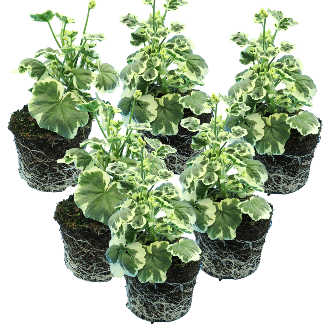 Pelargonium ‘Frank Hedley’ — Tender Perennial (grown as bedding), Bee-Friendly, 1L Pot (Set of 3 or 6)