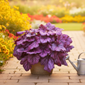 Heuchera ‘Wildberry’ — Hardy Perennial, 2L Pot