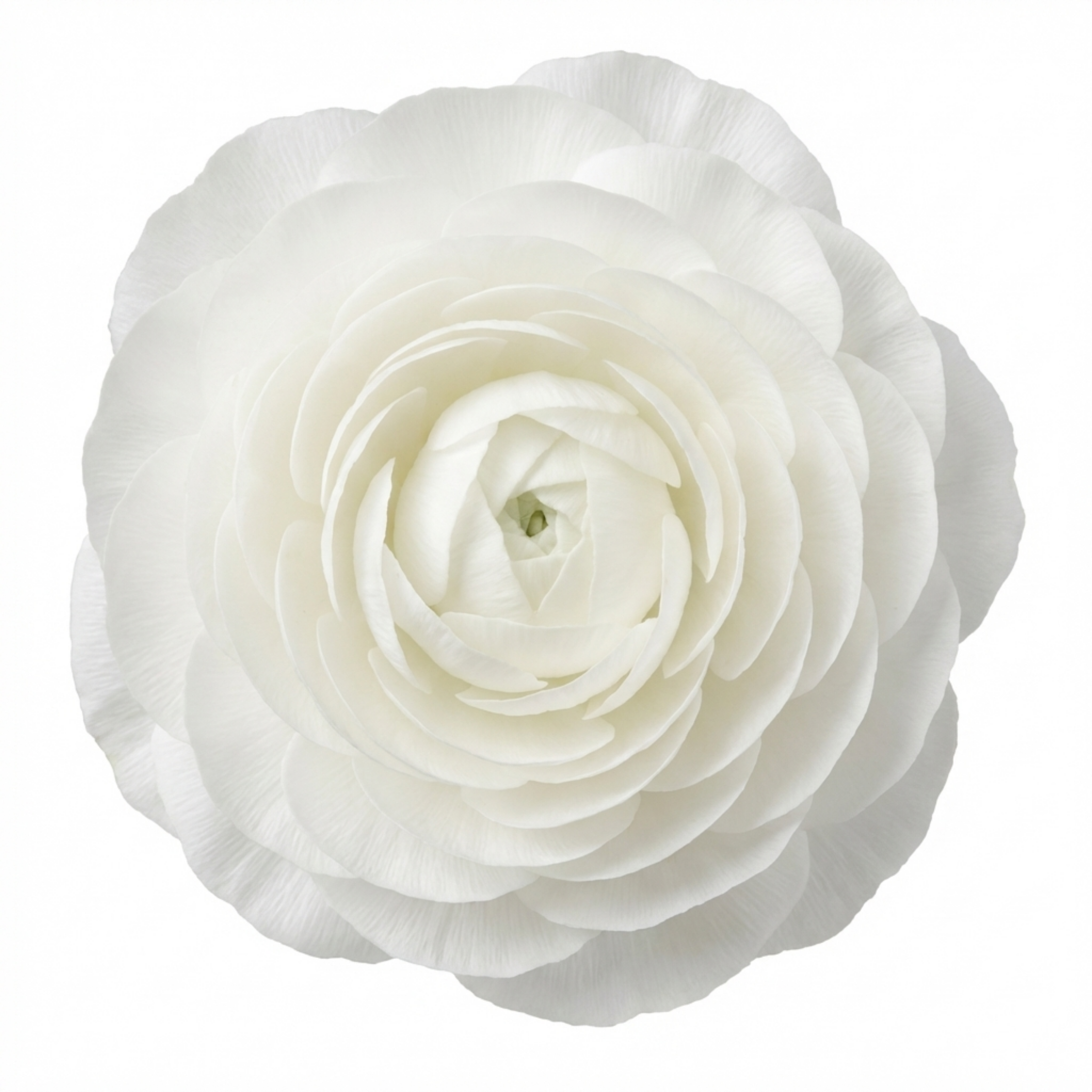 Ranunculus ‘Vortex White’ — Tuberous Herbaceous Perennial, Bee-Friendly, 1L Pot (Set of 3 or 6)