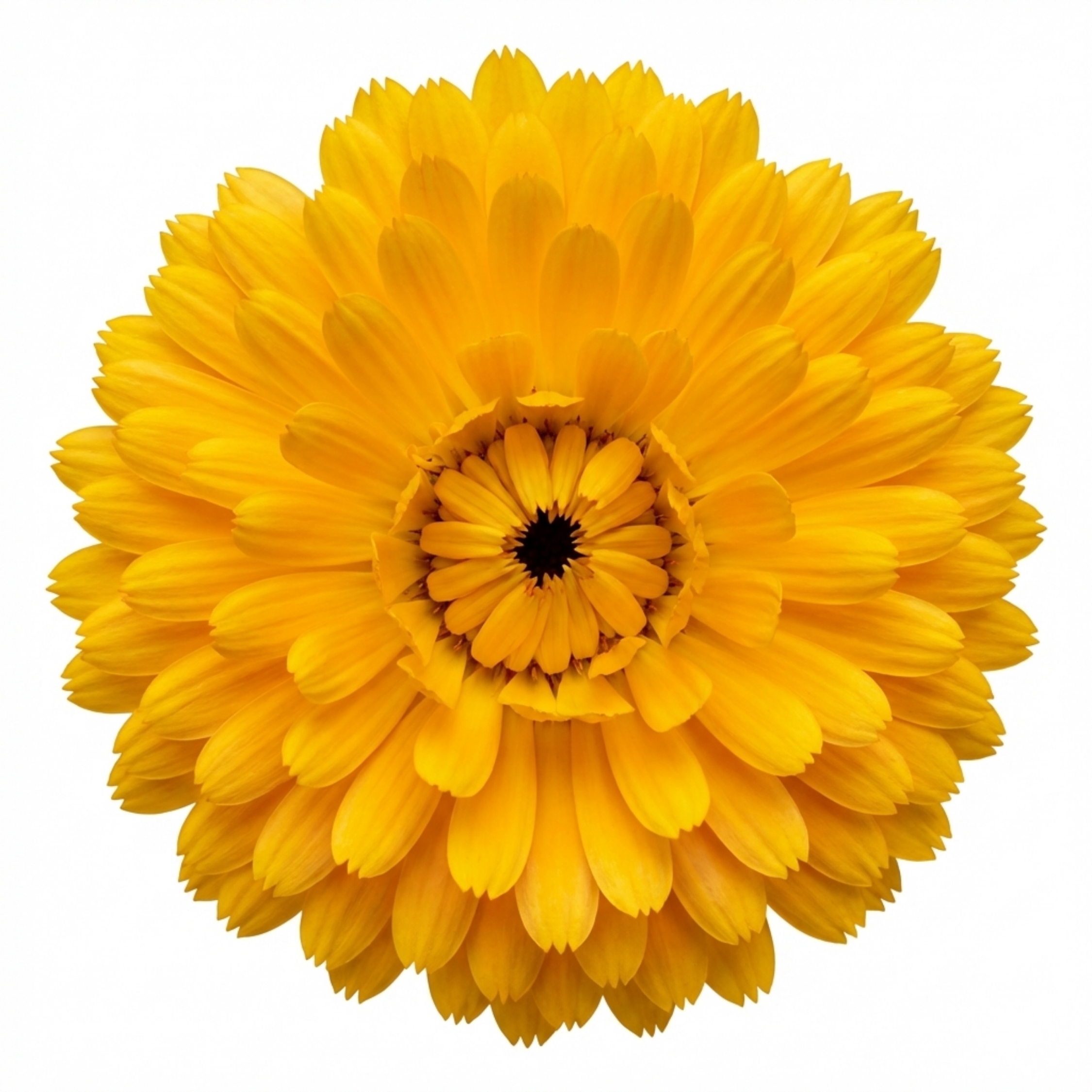 Calendula ‘Fiesta Yellow’ — Hardy Perennial, 1L Pot (Set of 3 or 6)