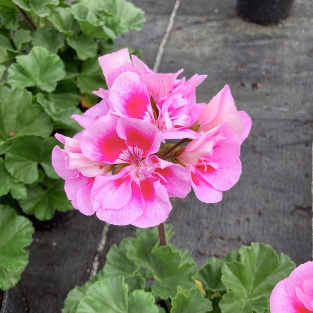 Pelargonium ‘Linus’ — Tender Perennial (grown as bedding), Bee-Friendly, 10.5cm Pot (Set of 3 or 6)
