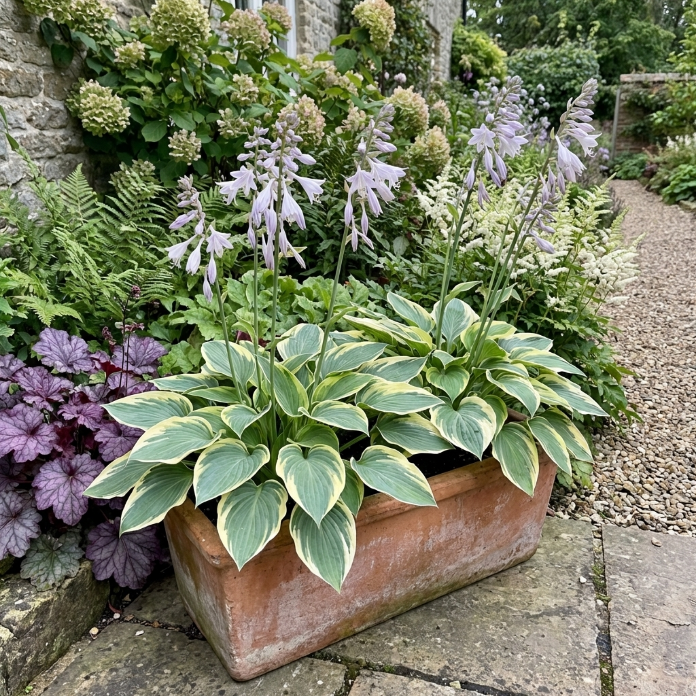 Hosta 'First Frost' — Plantain Lily, Hardy Perennial, 1L Pot (Set of 3 or 6)
