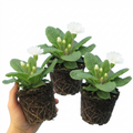 Primula ‘Queen White’ — Hardy Perennial, Bee-Friendly, 1L Pot (Set of 3 or 6)