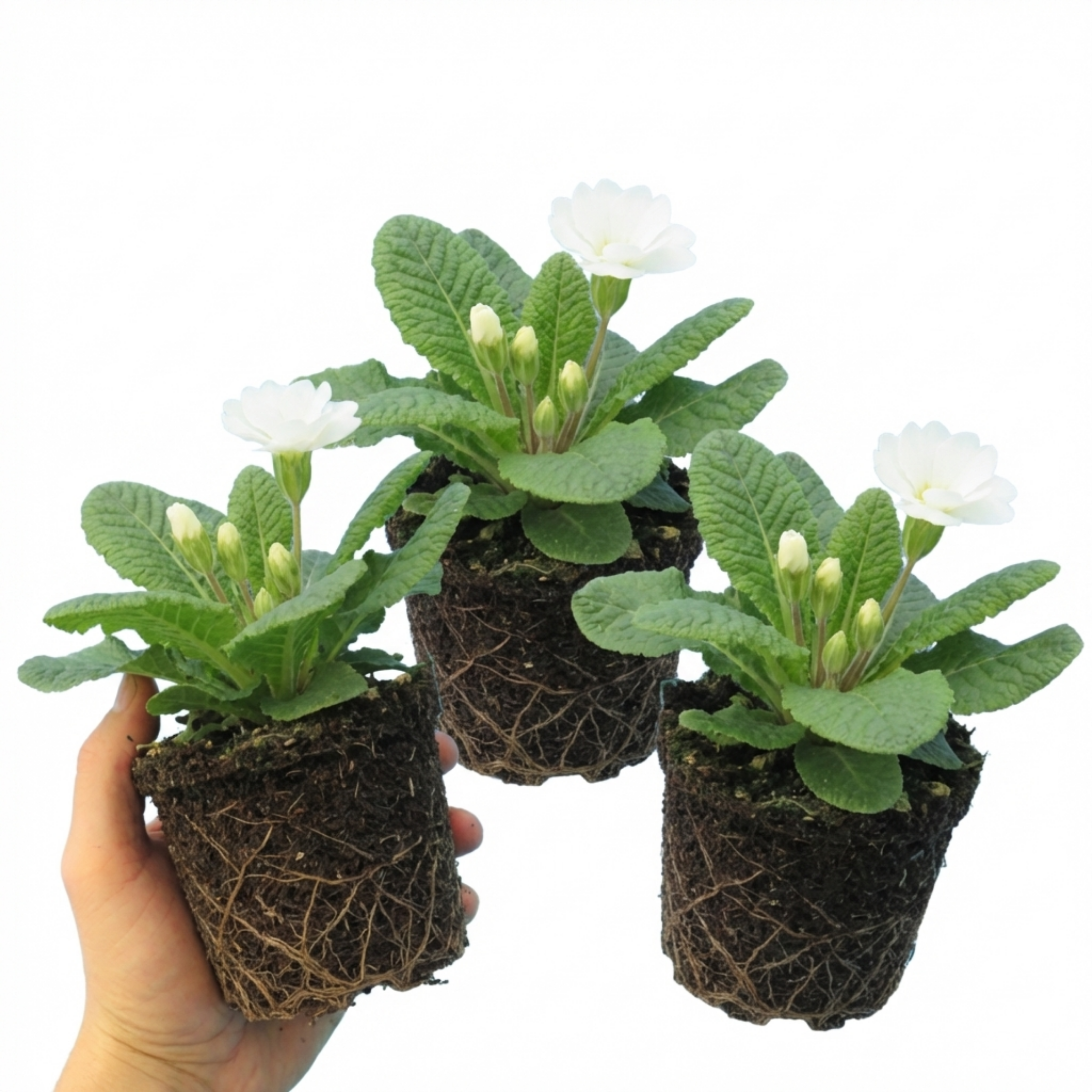 Primula ‘Queen White’ — Hardy Perennial, Bee-Friendly, 1L Pot (Set of 3 or 6)