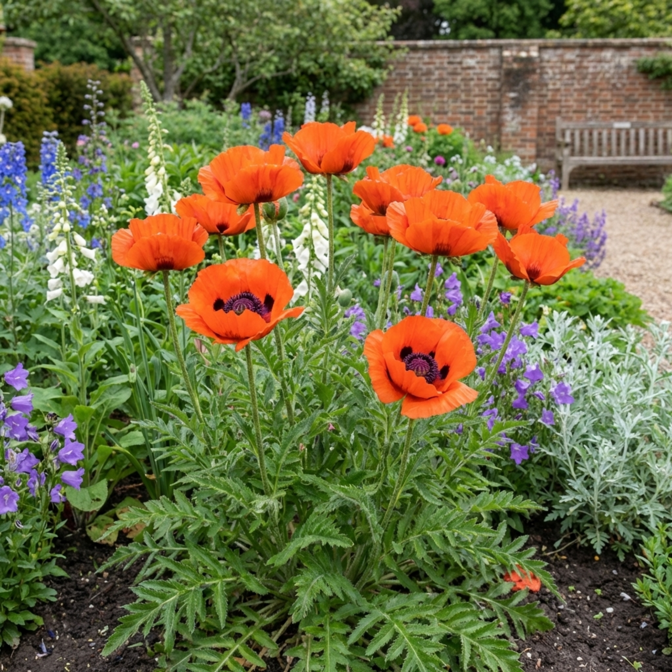 Papaver ‘Orientale Brilliant Red Poppy’ — Hardy Perennial, Bee-Friendly, 1L Pot (Set of 3 or 6)