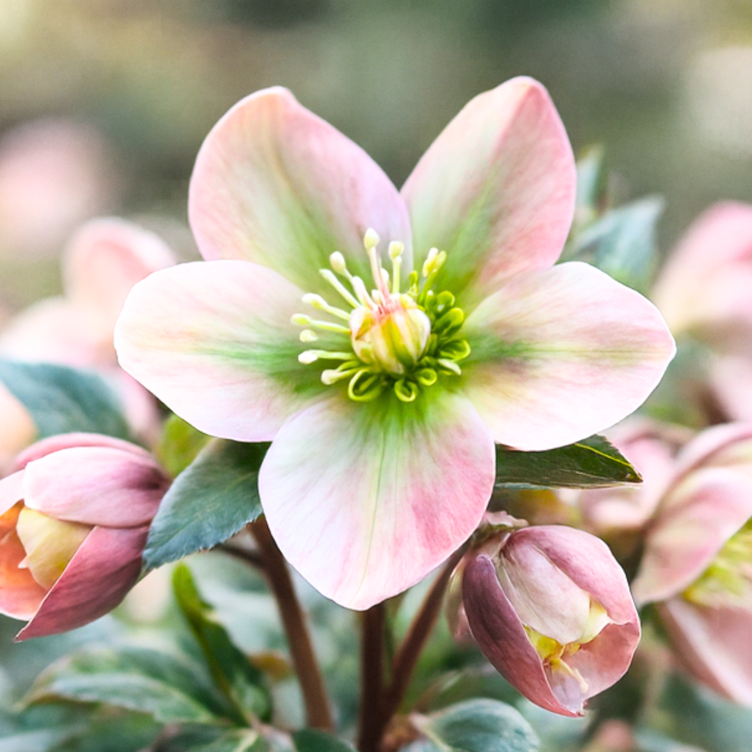 Hellebore ‘Angel Glow’ — Hardy Perennial, Bee-Friendly, 2L Pot