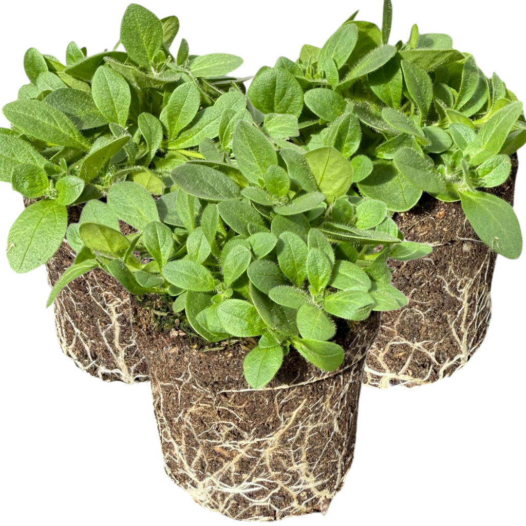 Petunia ‘Dekko Deep Lavender Vein’ — Hardy Perennial, 10.5cm Pot (Set of 3 or 6)