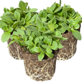 Petunia ‘Dekko Deep Lavender Vein’ — Hardy Perennial, 10.5cm Pot (Set of 3 or 6)