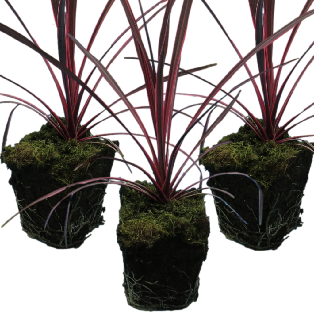 Cordyline ‘Charlie Boy’ — Evergreen Architectural Shrub, 1L Pot (Set of 3 or 6)