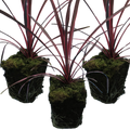 Cordyline ‘Charlie Boy’ — Evergreen Architectural Shrub, 1L Pot (Set of 3 or 6)