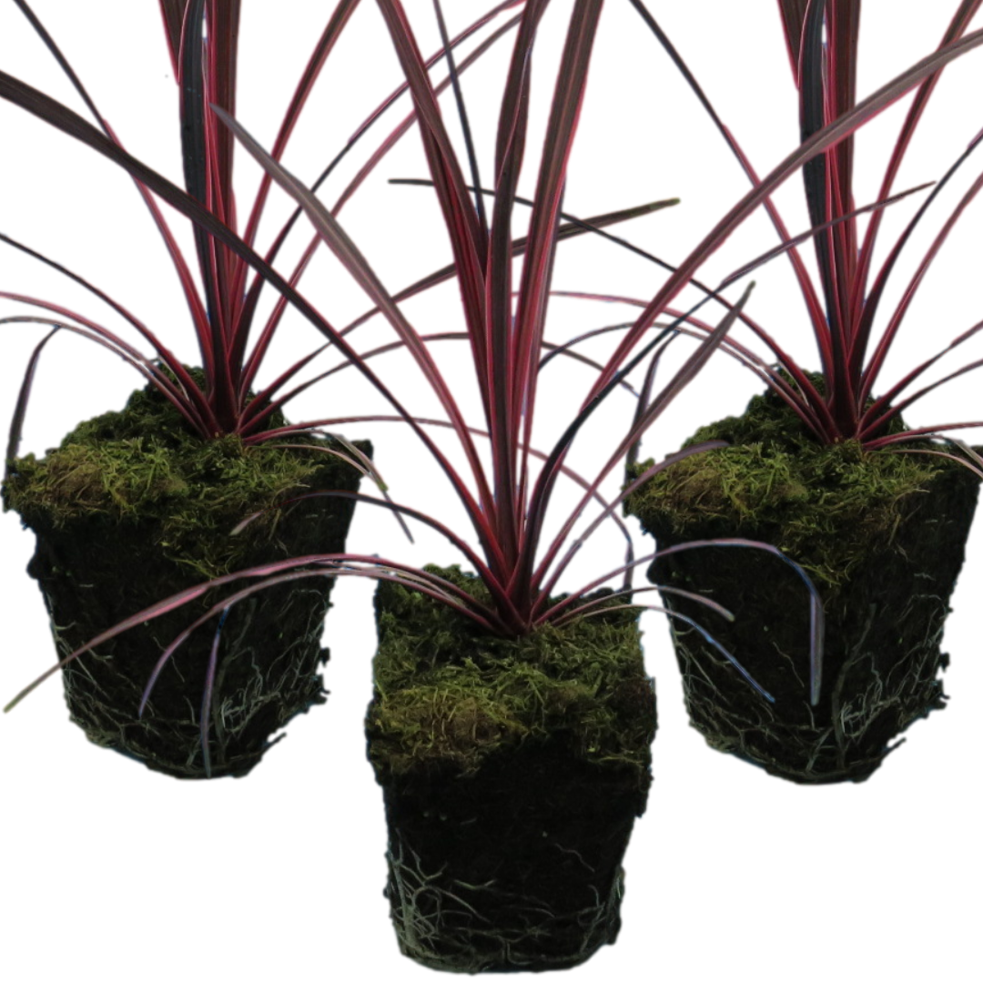 Cordyline ‘Charlie Boy’ — Evergreen Architectural Shrub, 1L Pot (Set of 3 or 6)