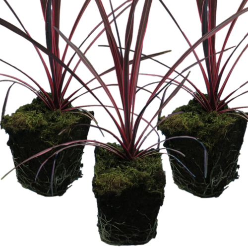 Cordyline ‘Charlie Boy’ — Evergreen Architectural Shrub, 1L Pot (Set of 3 or 6)