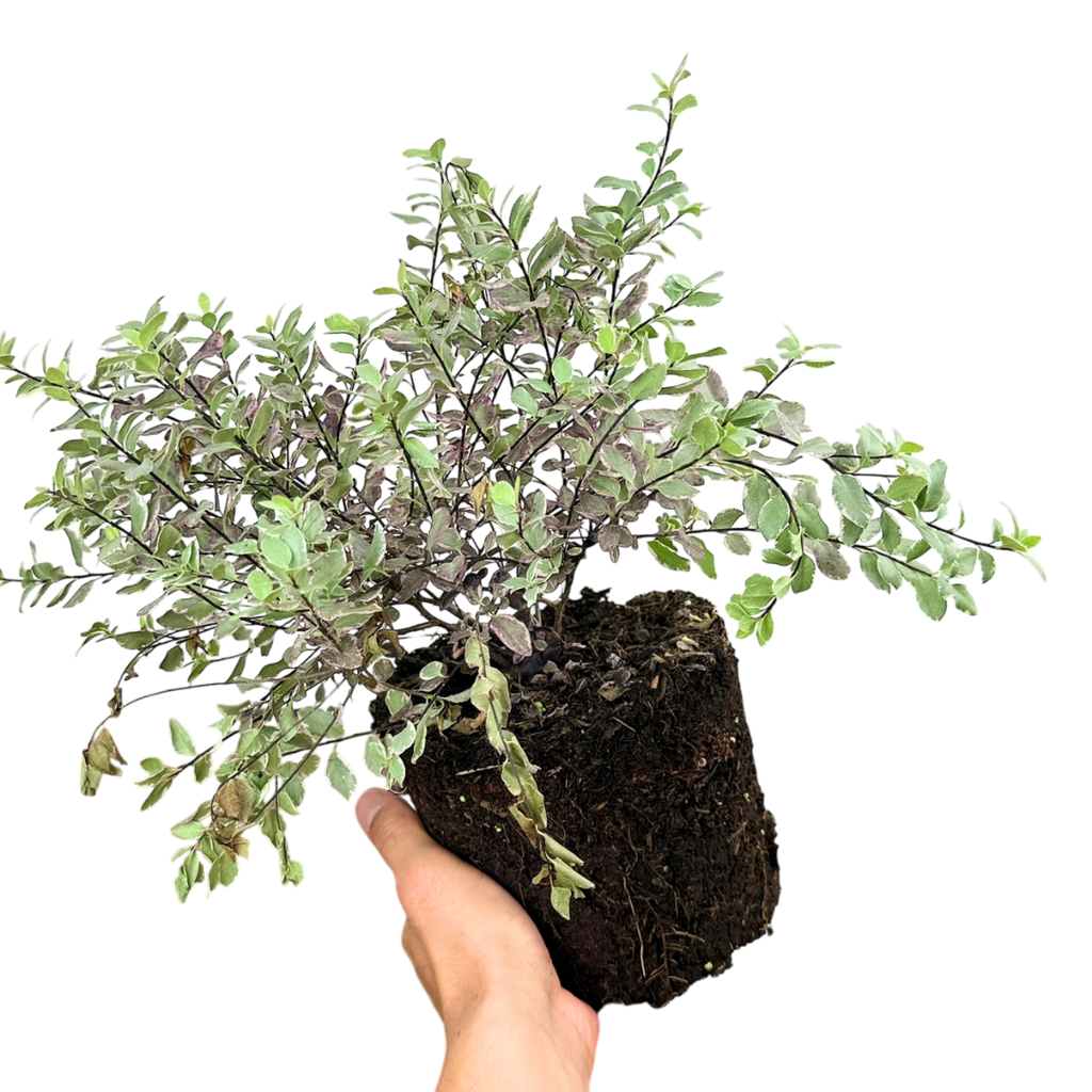 Pittosporum ‘Pom Pom’ — Evergreen Shrub, 3L Pot