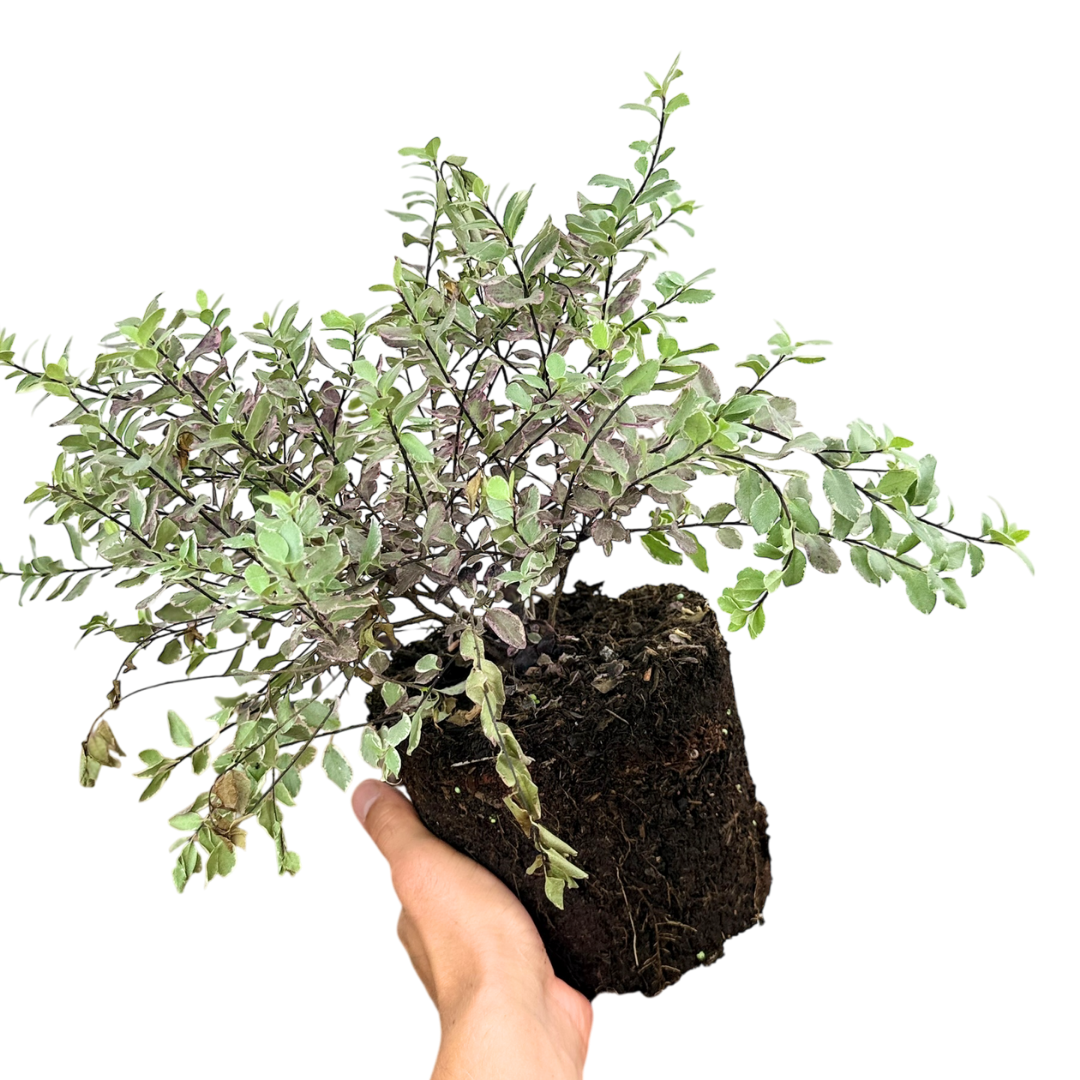 Pittosporum ‘Pom Pom’ — Evergreen Shrub, 3L Pot