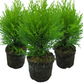 Cupressus ‘Wilma’ — Evergreen Coniferous Shrub, 13cm Pot (Set of 3 or 6)