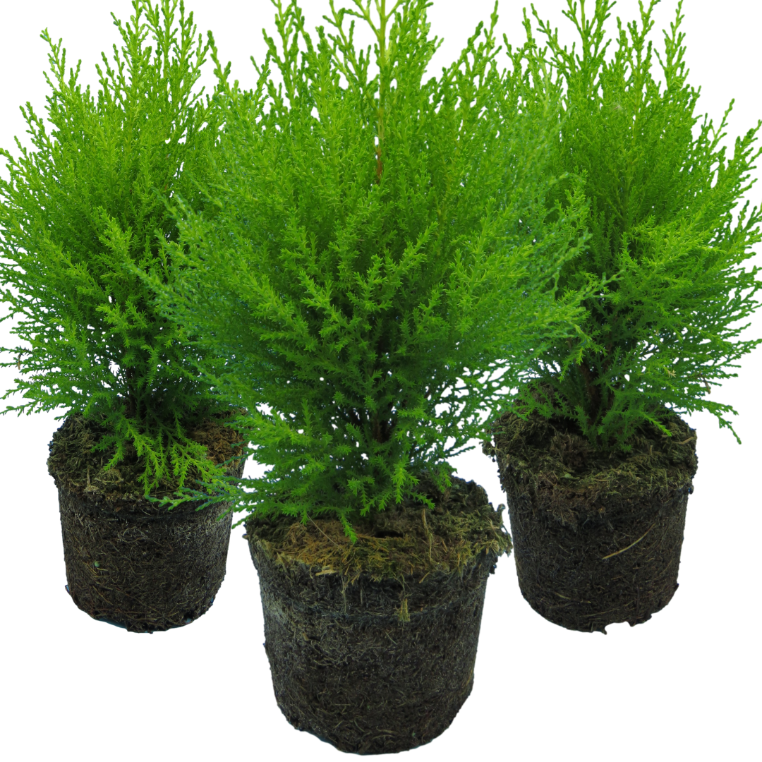 Cupressus ‘Wilma’ — Evergreen Coniferous Shrub, 13cm Pot (Set of 3 or 6)