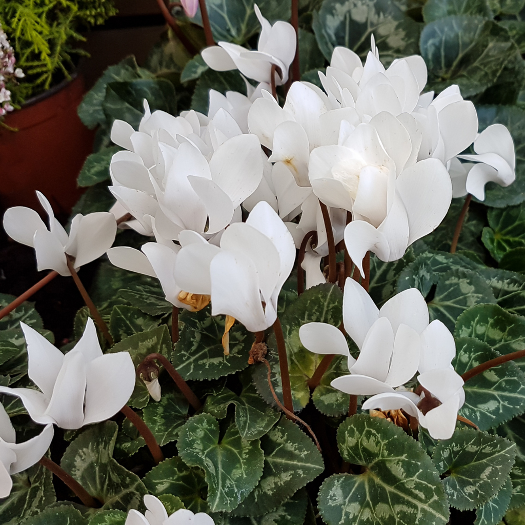 Cyclamen ‘Flame White’ — Hardy Perennial, 1L Pot