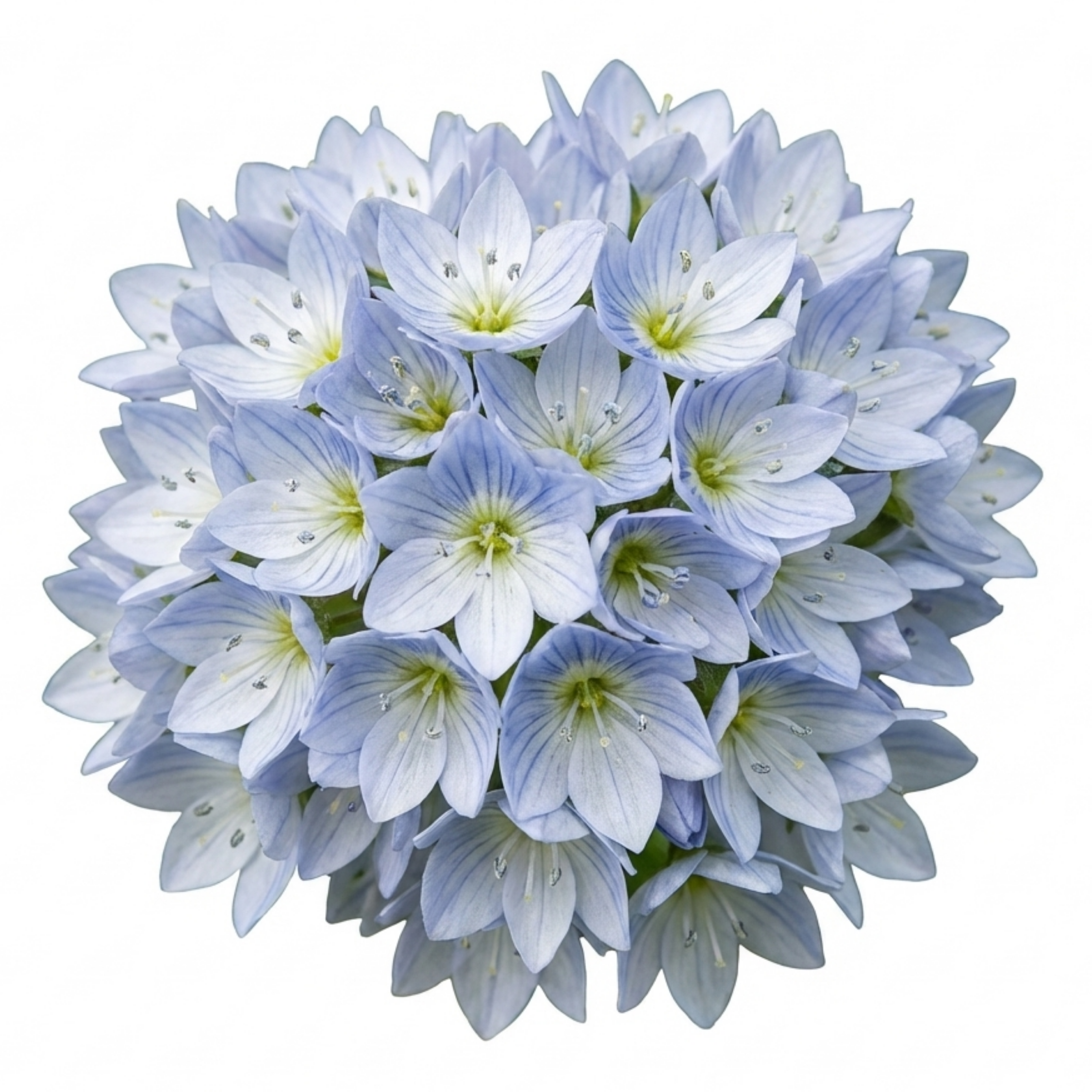 Veronica ‘Repens Creeping Speedwell’ — Hardy Perennial, Bee-Friendly, 1L Pot (Set of 3 or 6)