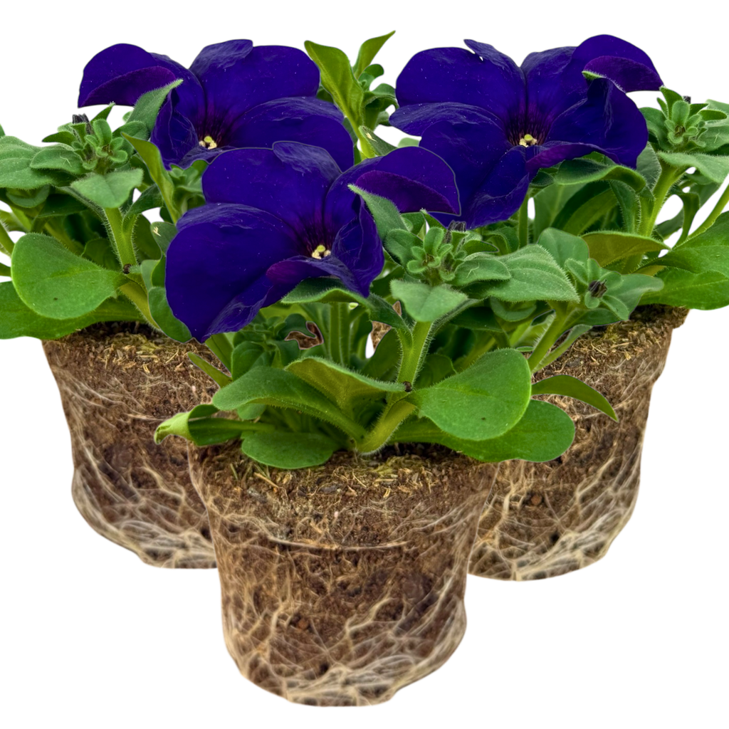 Petunia 'Express Blue' — Half-Hardy Annual, 10.5cm Pot (Set of 3 or 6)