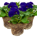 Petunia 'Express Blue' — Half-Hardy Annual, 10.5cm Pot (Set of 3 or 6)