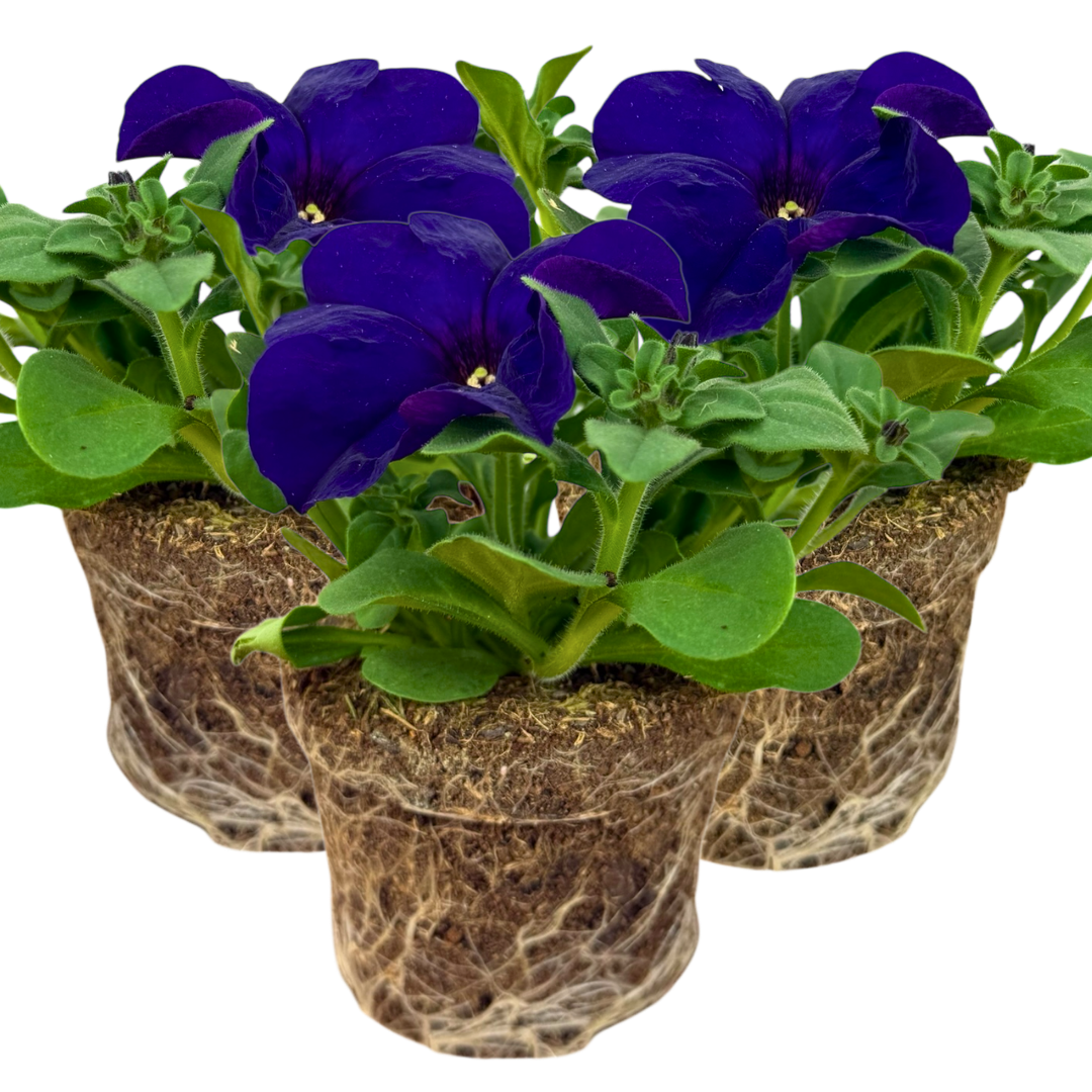 Petunia 'Express Blue' — Half-Hardy Annual, 10.5cm Pot (Set of 3 or 6)
