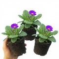 Primula ‘Queen Neon Violet’ — Hardy Perennial, Bee-Friendly, 1L Pot (Set of 3 or 6)