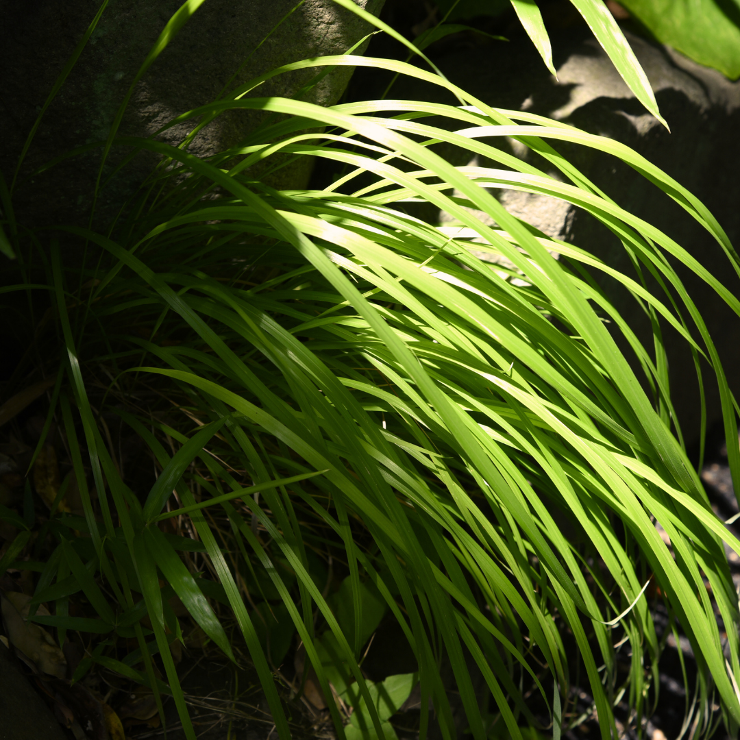 Carex ‘Everillo’ — Hardy Perennial, Bee-Friendly, 2L Pot