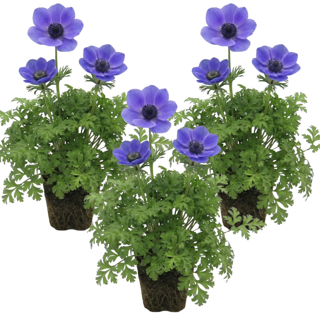 Anemone 'Harmony Blue' — Hardy Perennial, 1L Pot (Set of 3 or 6)