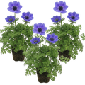 Anemone 'Harmony Blue' — Hardy Perennial, 1L Pot (Set of 3 or 6)