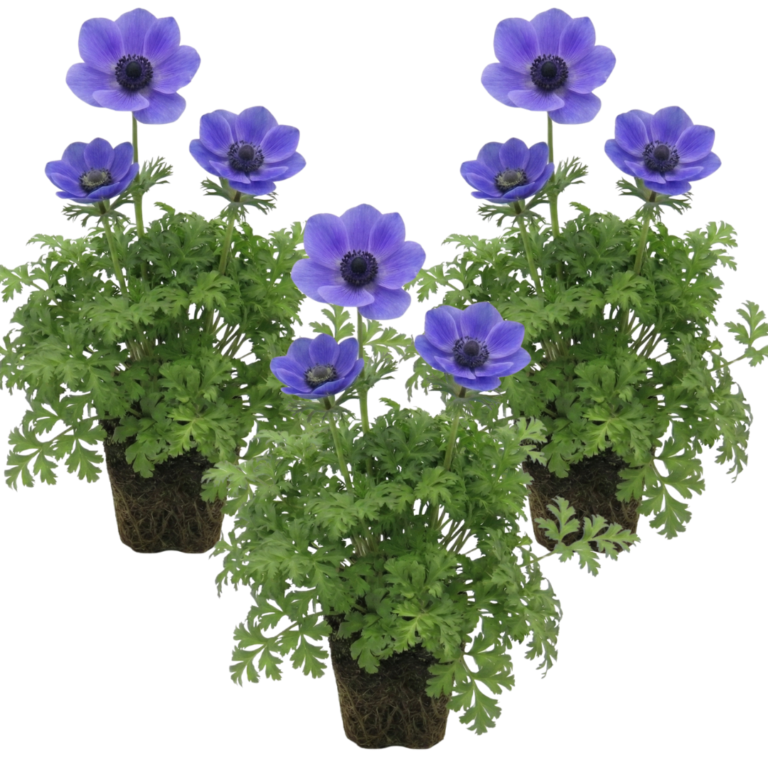 Anemone 'Harmony Blue' — Hardy Perennial, 1L Pot (Set of 3 or 6)
