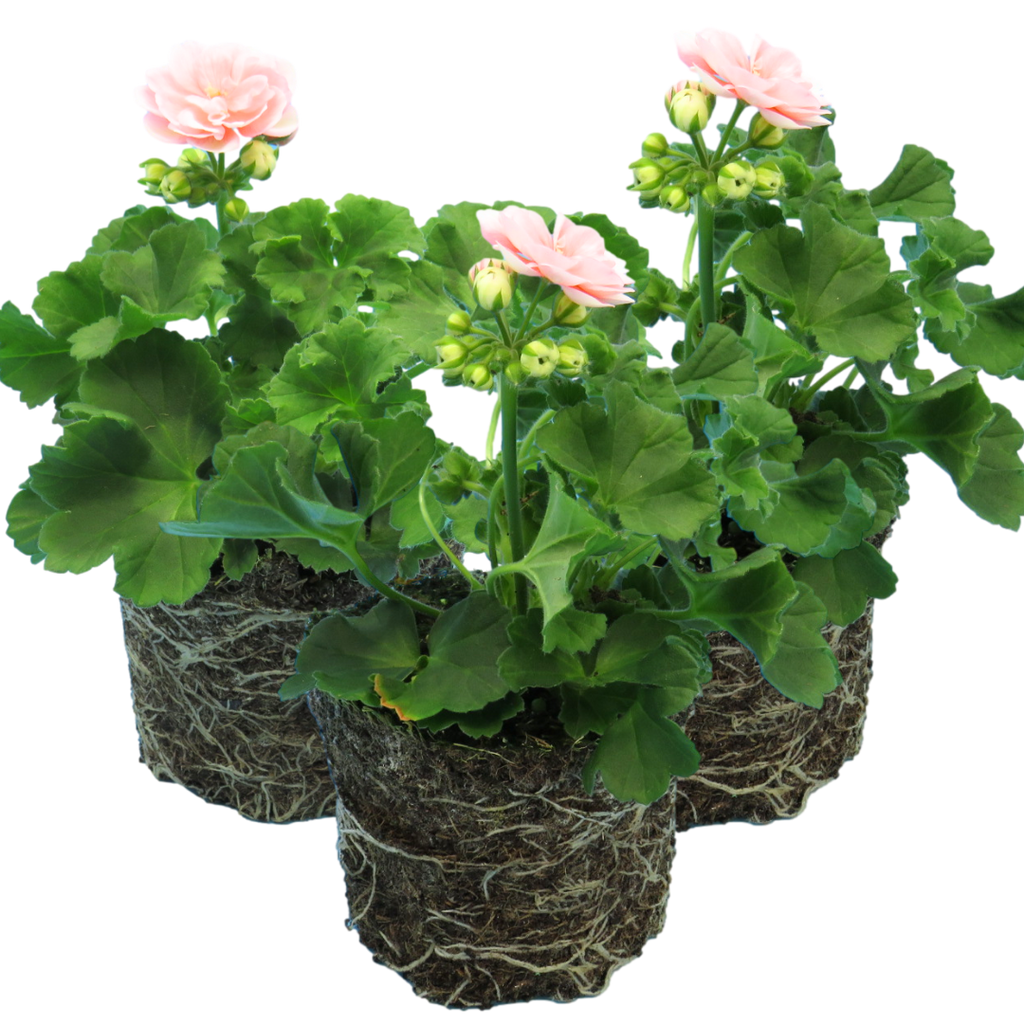 Pelargonium ‘Rosebud Astrid’ — Tender Perennial (grown as bedding), Bee-Friendly, 1L Pot (Set of 3 or 6)