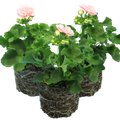 Pelargonium ‘Rosebud Astrid’ — Tender Perennial (grown as bedding), Bee-Friendly, 1L Pot (Set of 3 or 6)