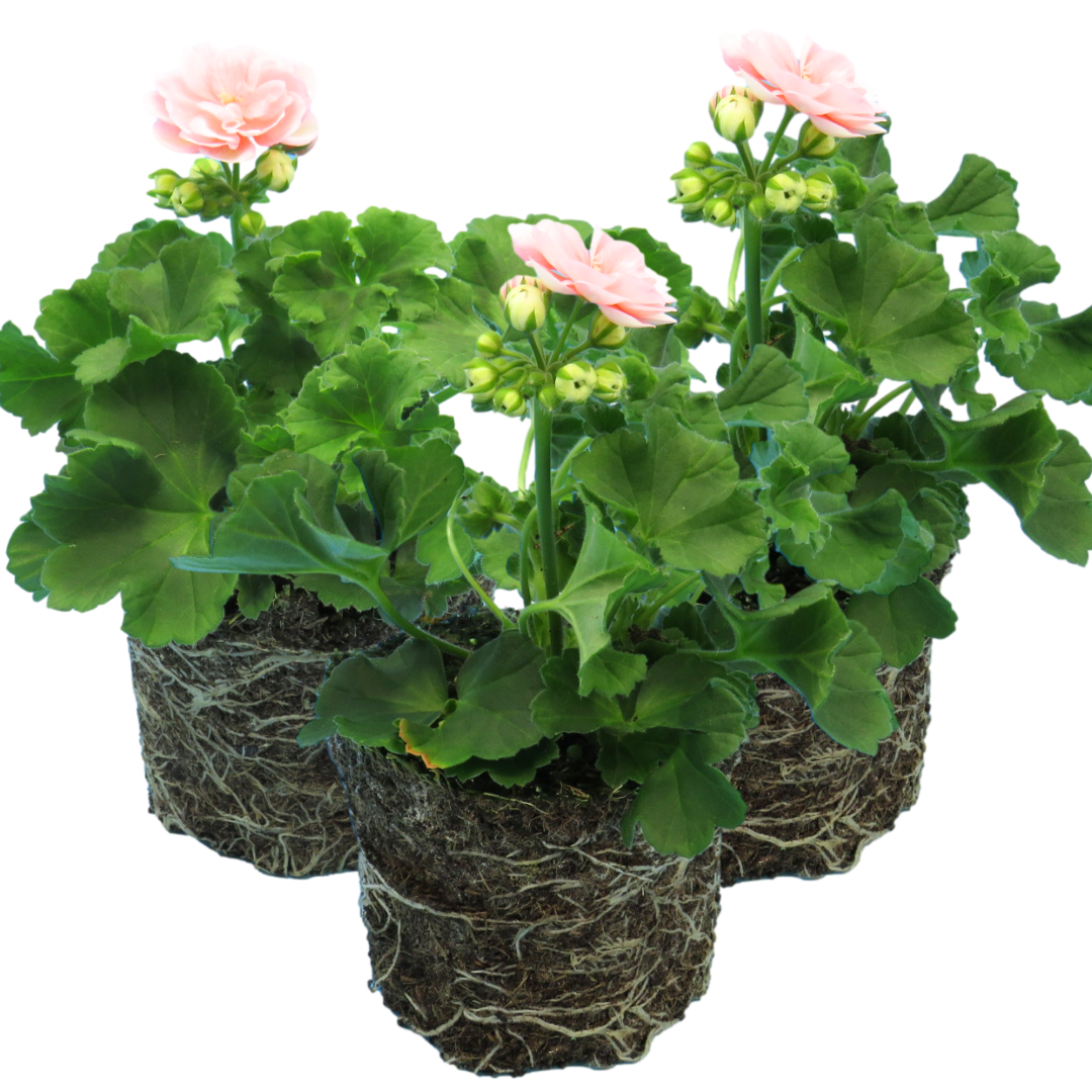 Pelargonium ‘Rosebud Astrid’ — Tender Perennial (grown as bedding), Bee-Friendly, 1L Pot (Set of 3 or 6)