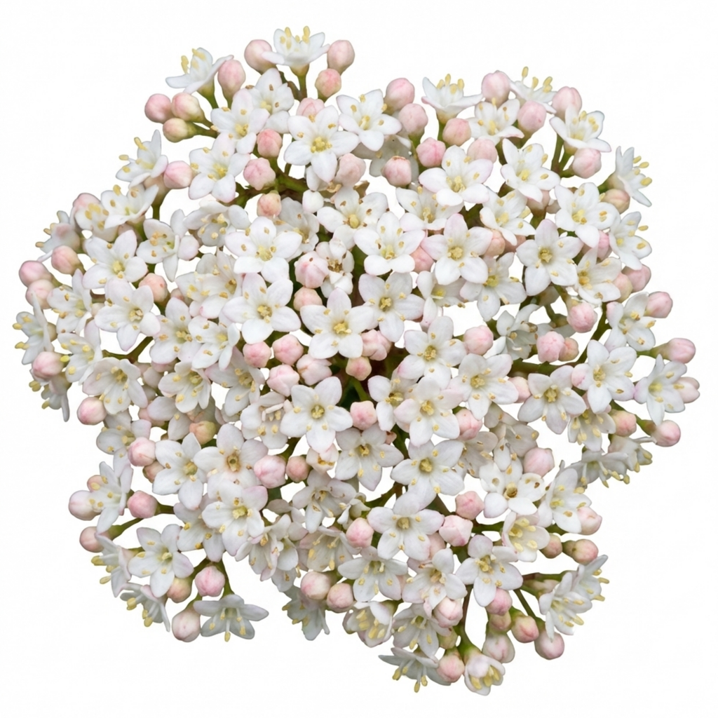 Viburnum ‘Tinus’ — Evergreen Shrub, Bee-Friendly, 7.5L Pot