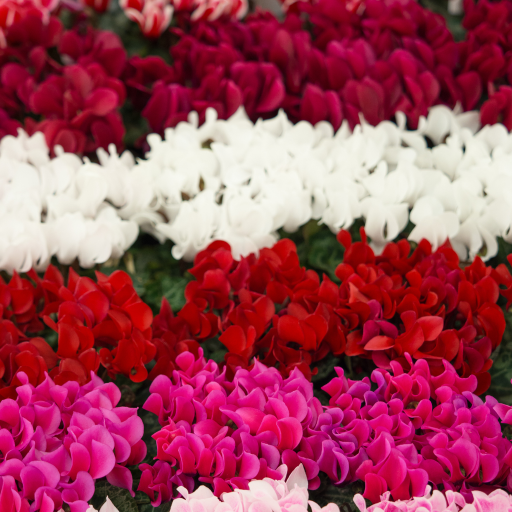 Cyclamen ‘Smartiz Rouge Vif’ — Tender Pot Plant (perennial in mild climates), 10.5cm Pot (Set of 3 or 6)