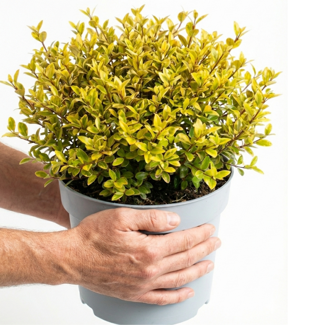 Lophomyrtus ‘Golden Dragon’ — Hardy Perennial, 3L Pot