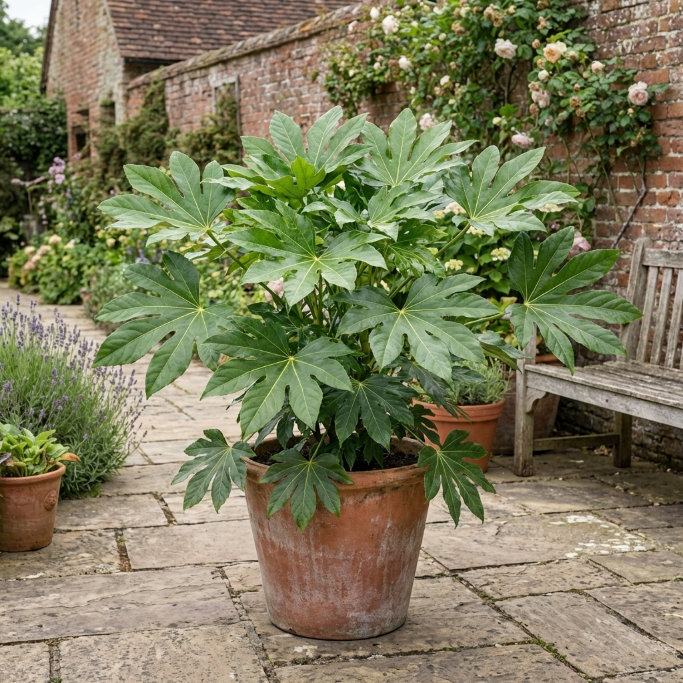 Fatsia japonica — Japanese Aralia, Hardy Evergreen Shrub, 7.5L Pot