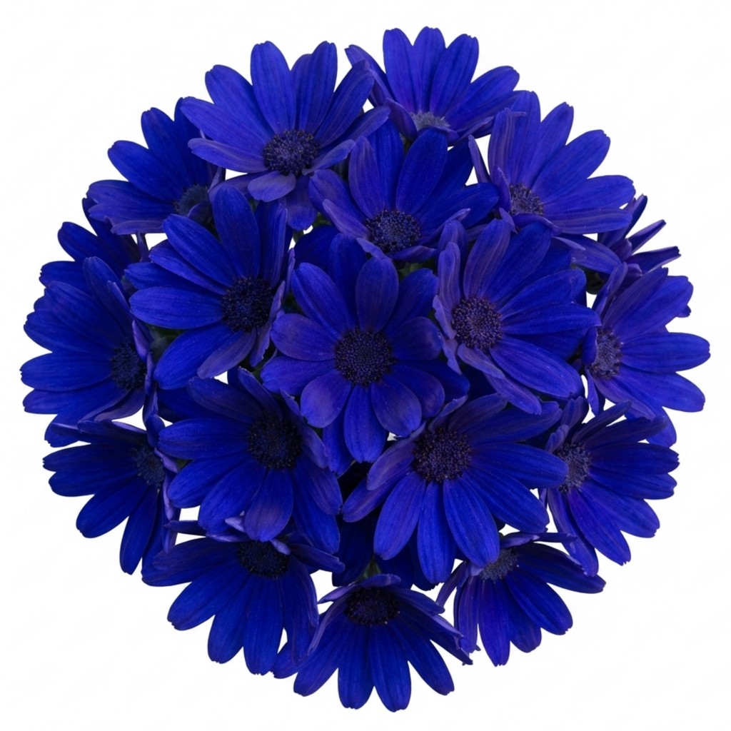 Senetti ‘Deep Blue Pericallis Flowering’ — Bedding Plant, Bee-Friendly, 6.5L Pot