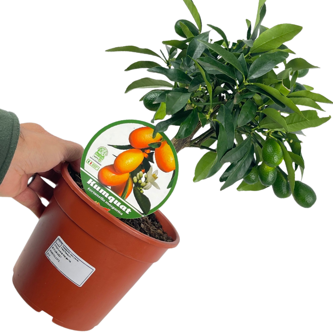 Mini Kumquat Tree (Citrus japonica) — Tender Evergreen Fruit Tree, 15cm Pot