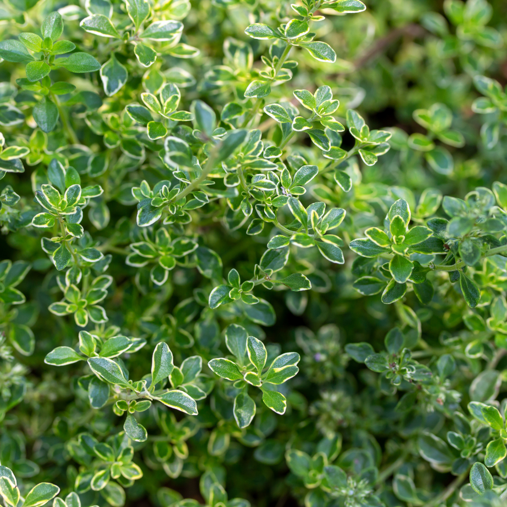Thyme ‘Lemon Variegated’ — Edible Plant, 1L Pot