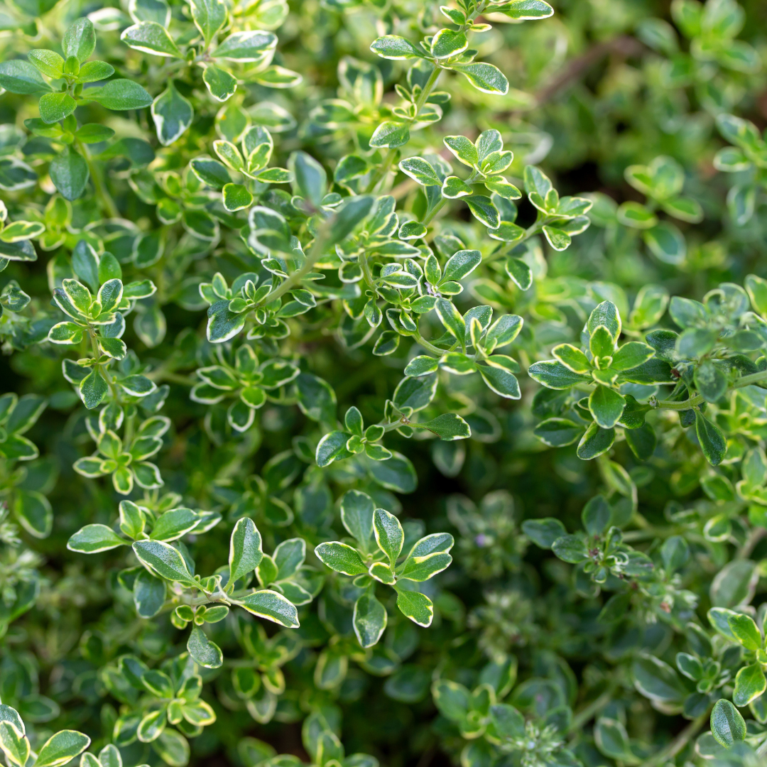 Thyme ‘Lemon Variegated’ — Edible Plant, 1L Pot