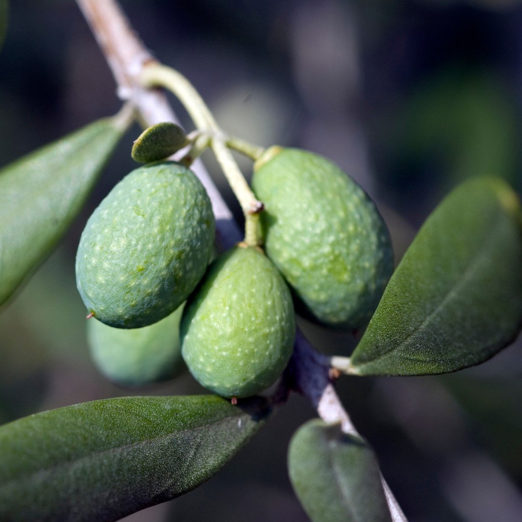 Olive Tree (Olea europaea) — Hardy Evergreen, 3L Pot