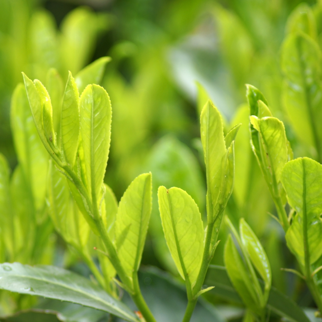Prunus ‘Sofia’ — Evergreen Hedging Shrub, Bee-Friendly, 3L Pot