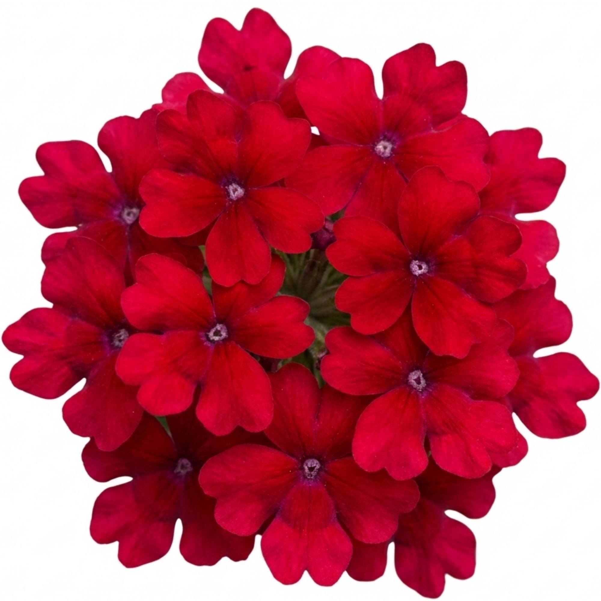 Verbena ‘Lanai Compact Deep Red’ — Half-hardy Annual, Bee-Friendly, 10.5cm Pot (Set of 3 or 6)