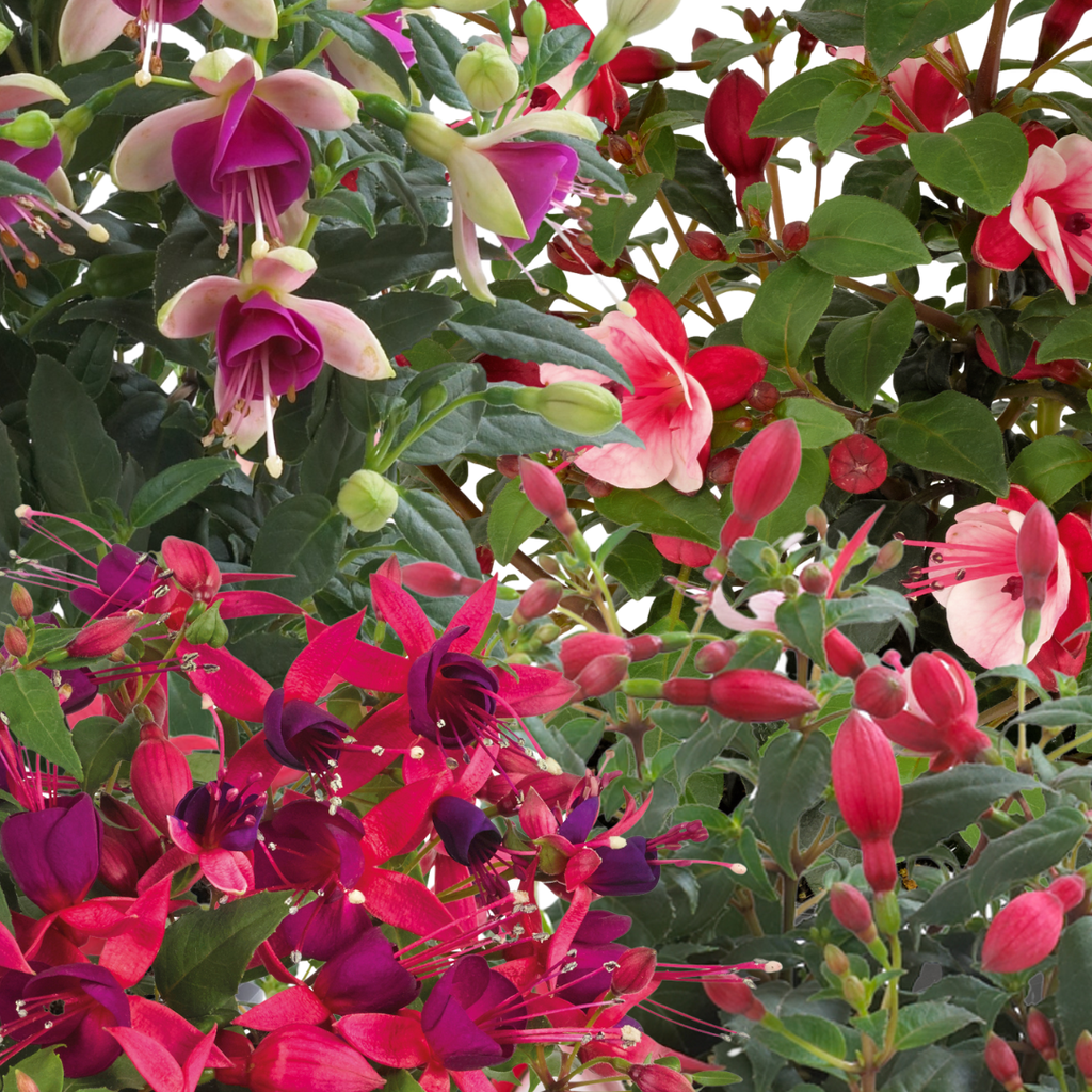 Fuchsia ‘Diva Random Colour Mix’ — Hardy Perennial, Bee-Friendly, 1L Pot